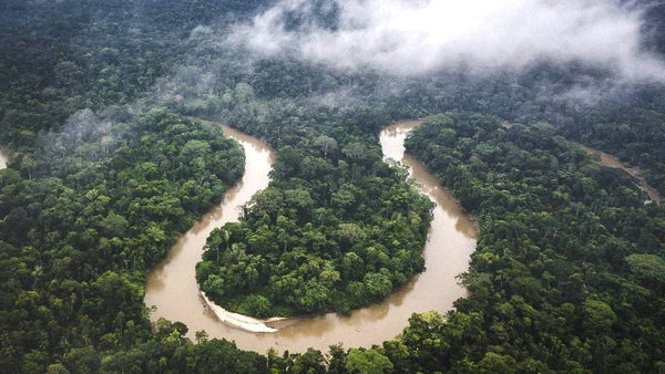 Amazon River and Rainforest