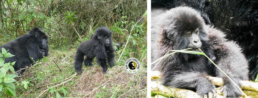 Gorillas adopted through Dian Fossey Gorilla Fund